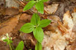 Licorice bedstraw